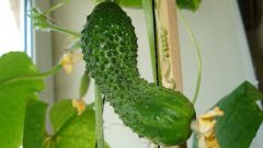 How to grow cucumber on the windowsill