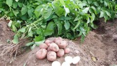 Как нужно выращивать картофель