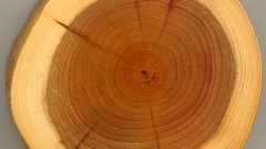 Как определить древесину