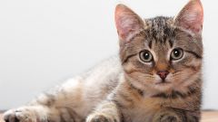 How you get rid of fleas off pregnant cat
