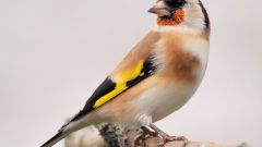 How to distinguish a male from a female goldfinch
