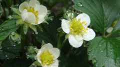 How to pollinate strawberries