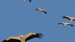 Where storks fly away