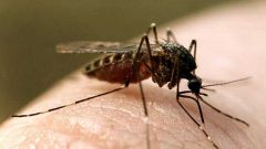 Как защититься от комаров во время отдыха на природе