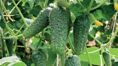 Cucumbers: how to grow them 