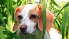 Как защитить собаку от клещей летом