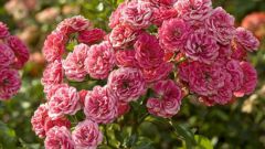Как посадить розовый куст