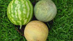 What to plant next to the melons