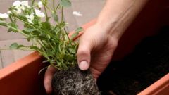 Why plants need to be transplanted in the spring