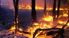 Как предотвратить лесные пожары