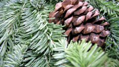 How to boil pine cones