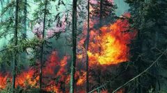 Как остановить лесные пожары в Сибири