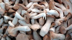 Чем полезны грибы