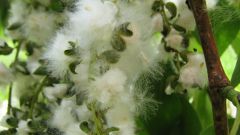 How to deal with Allergy to poplar fluff