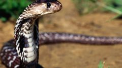 Как оказать первую помощь при укусе ядовитой змеи