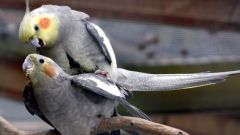 How to determine the age of a parrot Corella