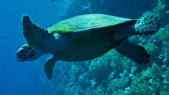 Почему вымерли Абингдонские слоновые черепахи