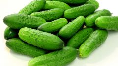 When to plant cucumbers