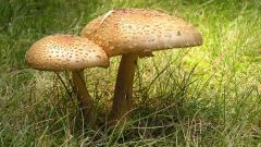 Как понять, что ты отравился грибами