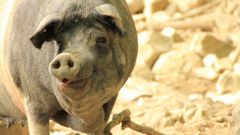 Как поражает африканская чума свиней