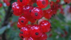 How to make jam from the red and white currants