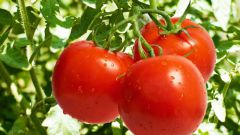 How to speed up the ripening of tomatoes