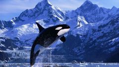 Как отмечают Всемирный день китов и дельфинов в мире