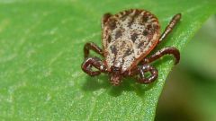 How to protect yourself from tick bites