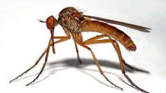 Как снять зуд от укуса комара