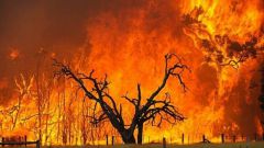 Как бороться с горящими лесами
