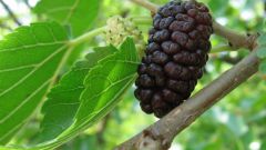 How to grow mulberry