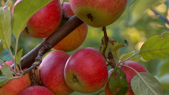 Как убрать урожай с яблонь быстро