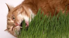 How to grow oats for the cat