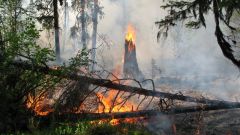Как соблюдать пожарную безопасность в лесу