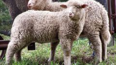 Как в Саратовской области задержали партию нелегальных овец