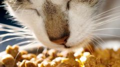 Как выбрать хороший кошачий корм