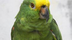 Как ухаживать за зеленым попугаем