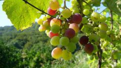 How to deal with the diseases of grapes