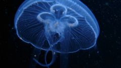 Что такое медузоноид