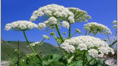 How to deal with Hogweed on the dacha