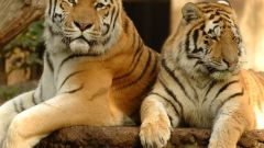 Почему туристам в Индии запертили посещать заповедники с тиграми