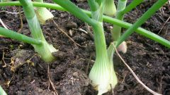 How to save onions from disease