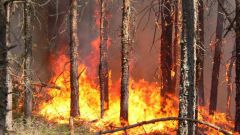 Как избежать возникновения лесного пожара