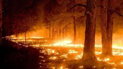 Чем опасны лесные пожары