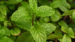 How to grow mint in the country