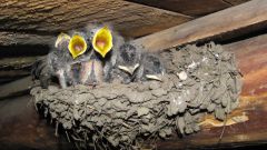 Why swallows build nests under the ridge of the house