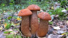 Как вырастить трубчатые грибы