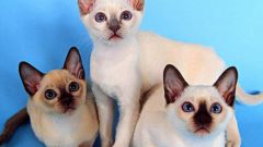 How to raise Siamese kittens