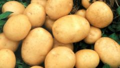 Как обеспечить хранение картофеля