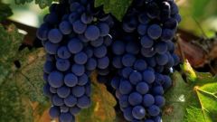 Как сварить виноградное варенье